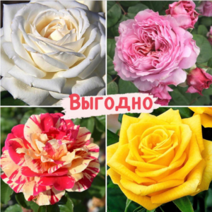 Набор Чайно-гибридные розы! в Волгограде
