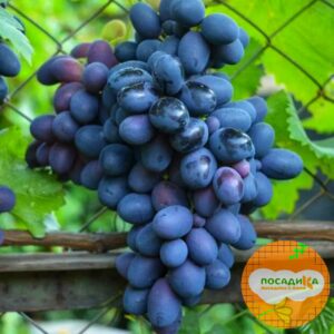 Ароматный и сладкий виноград “Августа” в Волгограде