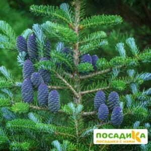 Пихта корейская (Abies koreana) купить по цене от 450.00р. в интернет-магазине «Посадика» с доставкой почтой в в Волгограде и по всей России – [изображение №1].