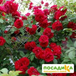 Роза плетистая Амадеус в Волгограде