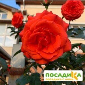 Роза плетистая Майнтауэр в Волгограде