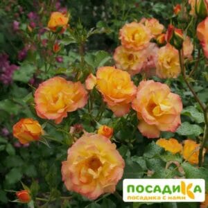 Роза Сахара в Волгограде