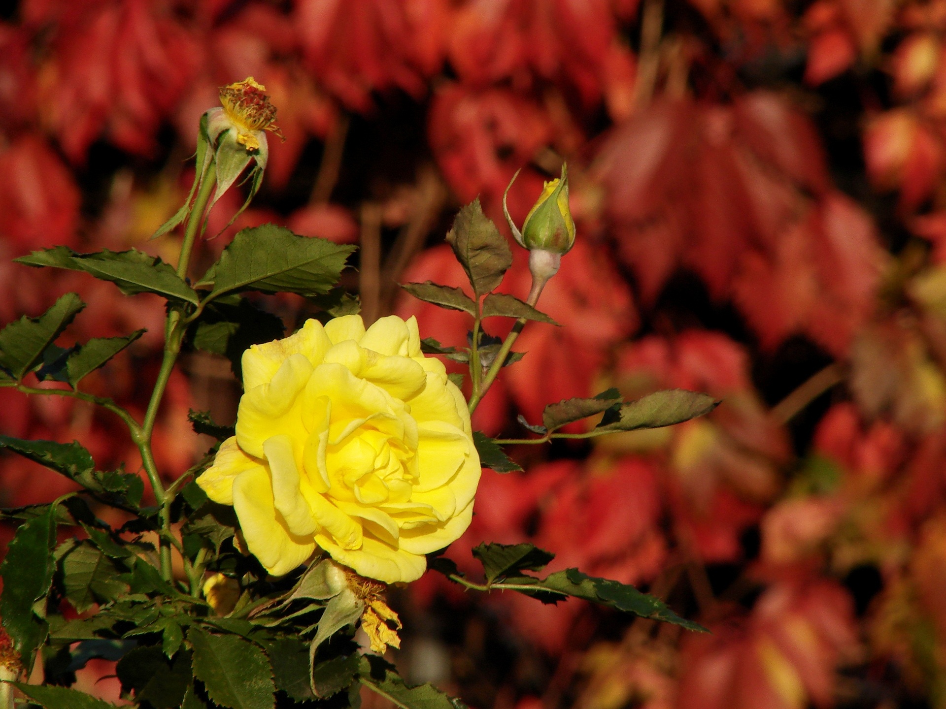 Почему розы лучше сажать осенью