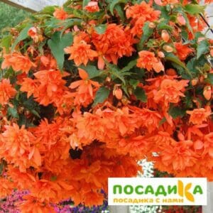 Бегония ампельная оранжевая в Волгограде