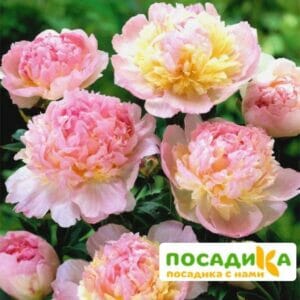 Пион Распберри Сандей (Paeonia Raspberry Sundae) купить по цене от 959р. в интернет-магазине «Посадика» с доставкой почтой в в Волгограде и по всей России – [изображение №1].