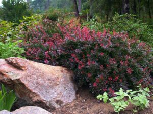 Барбарис: калейдоскоп цветов и красок в вашем саду