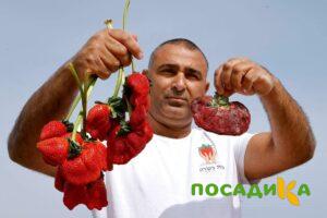 Клубника Гигант Джорнея купить по цене от 266р. в интернет-магазине «Посадика» с доставкой почтой в в Волгограде и по всей России – [изображение №1].
