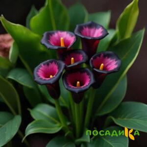 Калла Аура Лейс купить по цене от 400р. в интернет-магазине «Посадика» с доставкой почтой в в Волгограде и по всей России – [изображение №1].