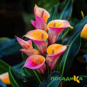 Калла Оникс купить по цене от 450р. в интернет-магазине «Посадика» с доставкой почтой в в Волгограде и по всей России – [изображение №1].