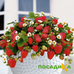 Клубника Рубиновый Шепот (горшечная) купить по цене от 240р. в интернет-магазине «Посадика» с доставкой почтой в в Волгограде и по всей России – [изображение №1].