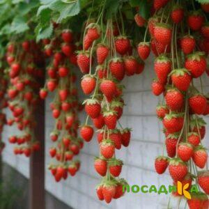 Клубника вьющаяся Комплимент купить по цене от 470р. в интернет-магазине «Посадика» с доставкой почтой в в Волгограде и по всей России – [изображение №1].
