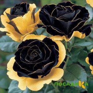 Роза Ханни Сикл купить по цене от 700р. в интернет-магазине «Посадика» с доставкой почтой в в Волгограде и по всей России – [изображение №1].