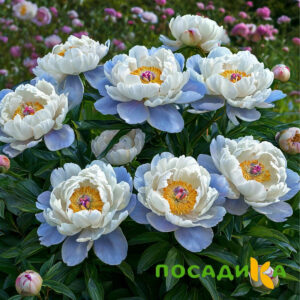 Пион акварельный Этюд купить по цене от 806р. в интернет-магазине «Посадика» с доставкой почтой в в Волгограде и по всей России – [изображение №1].