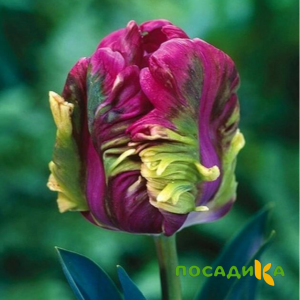 Тюльпан Экзотик Хэвен купить по цене от 186р. в интернет-магазине «Посадика» с доставкой почтой в в Волгограде и по всей России – [изображение №1].